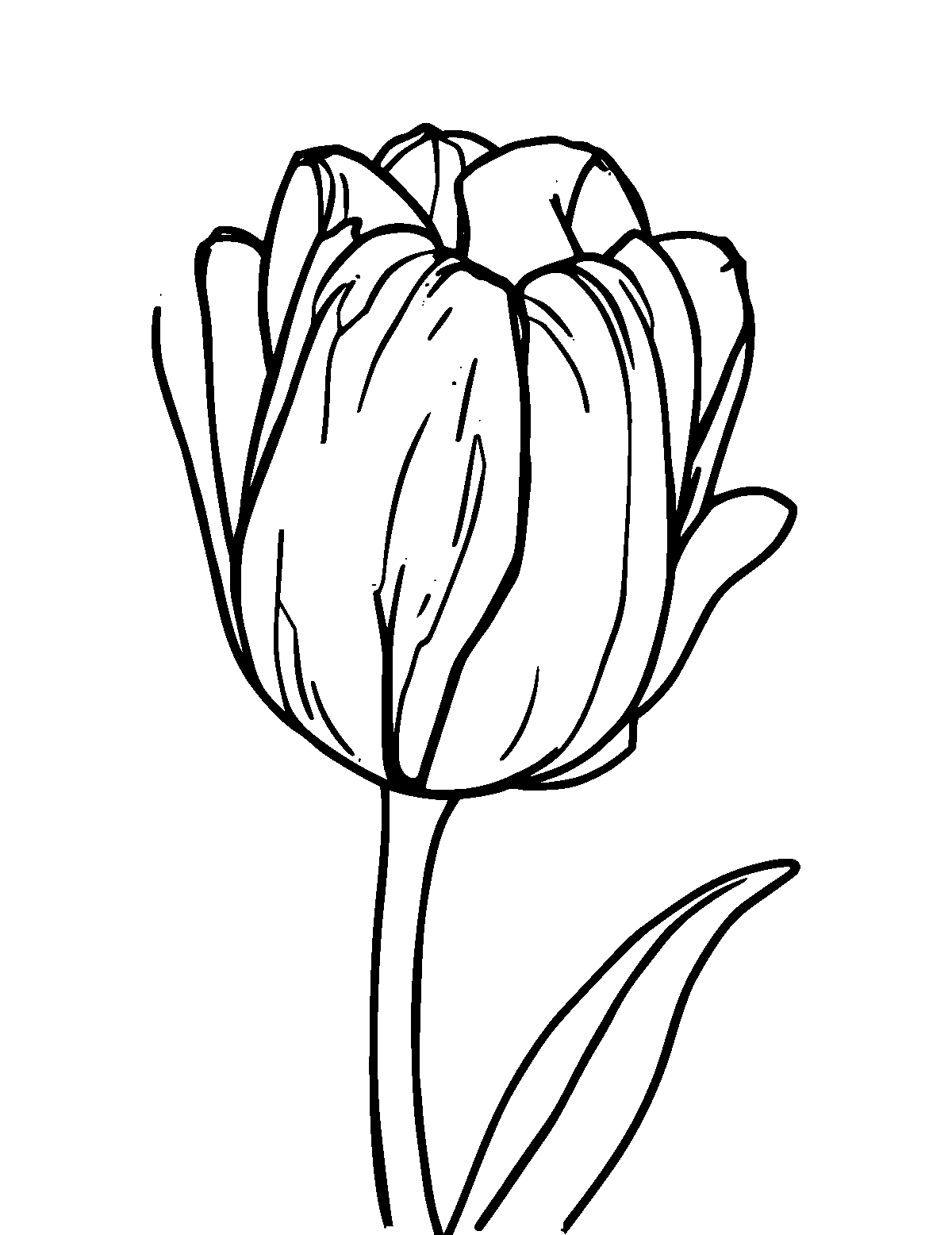 Line-art coloring page of Tulip, thick outlines, centered