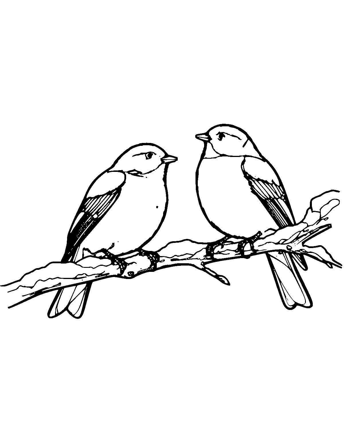 Line-art coloring page of Snowy Branch Bird, snowy branch, medium outlines, centered