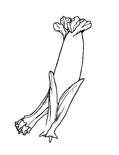 Urashima Taro