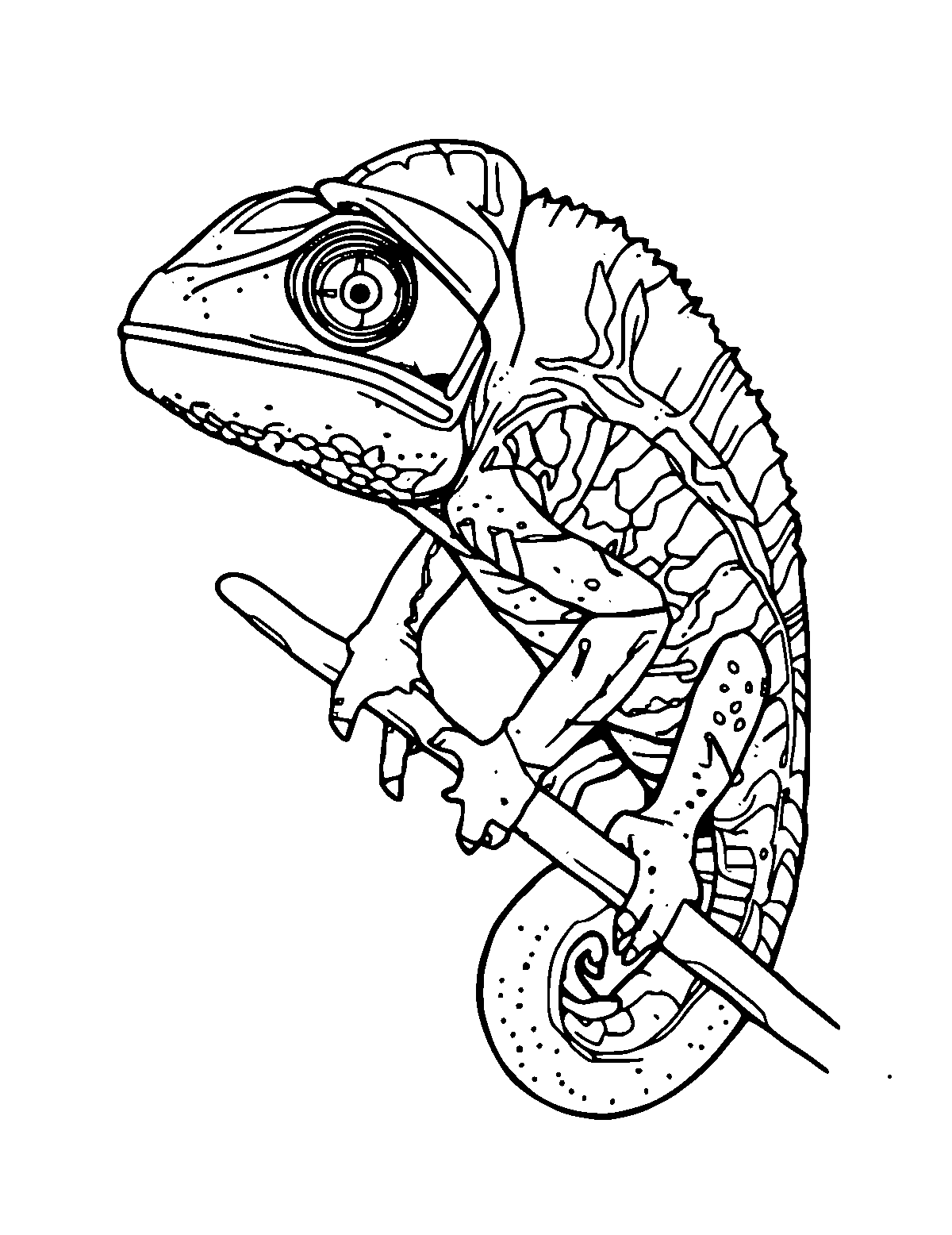 Line-art coloring page of Veiled Chameleon, medium outlines, centered