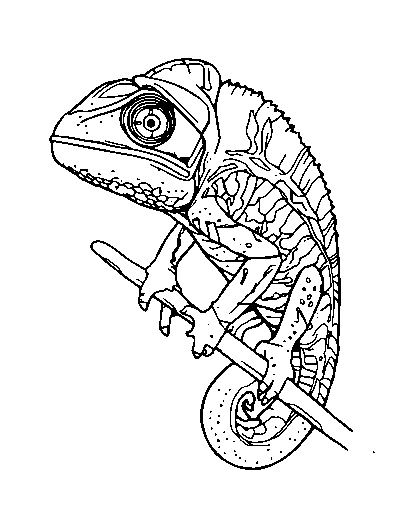 Veiled Chameleon