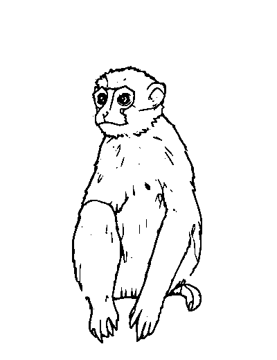 Vervet Monkey