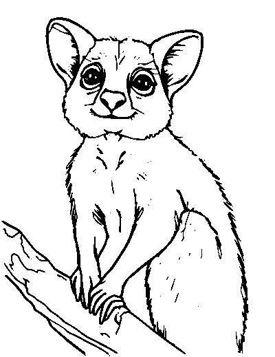 Wallaby