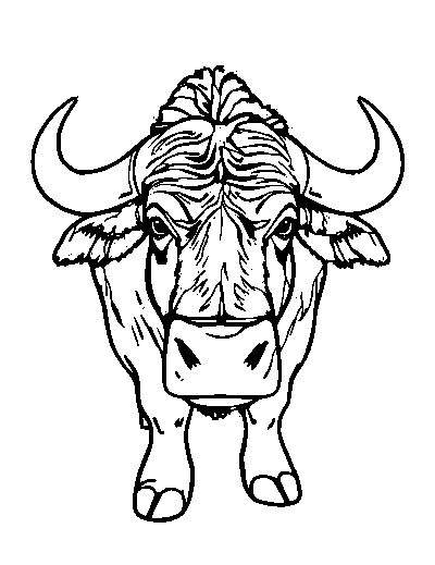 Water Buffalo