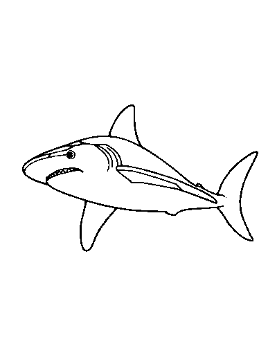Whale Shark