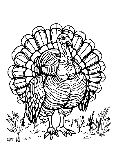 Wild Turkey