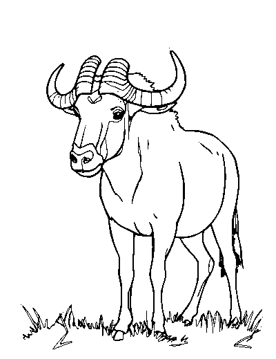 Wildebeest