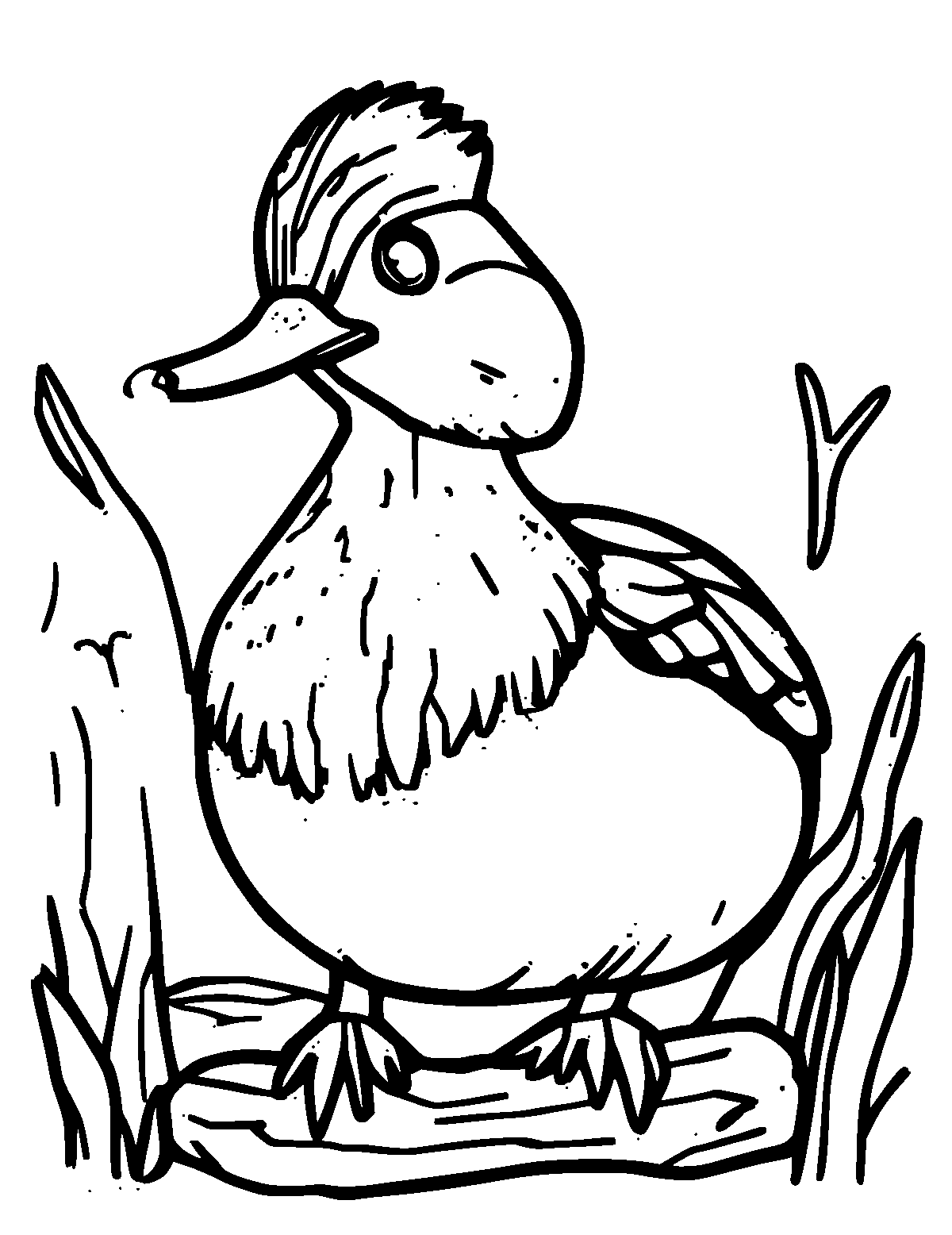 Line-art coloring page of Wood Duck, thick outlines, centered